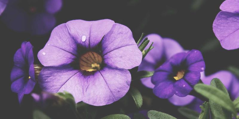 构建可扩展的云原生可观测性体系：整合日志、指标、链路追踪与事件，赋能企业级业务解决方案